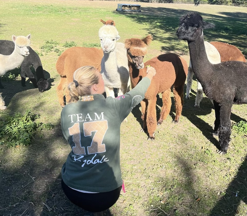 Alpaca feed and forage experience in Essex