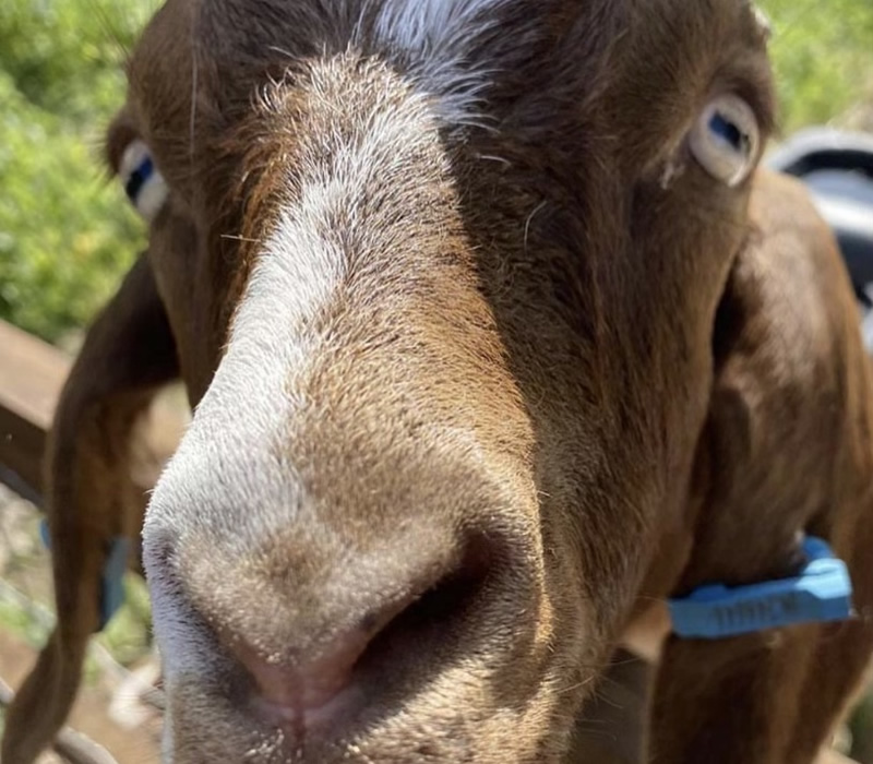 Goat meet and greet